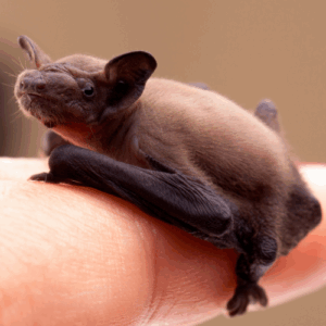Close-up view of a tiny brown bat resting quietly while clinging to a human finger.