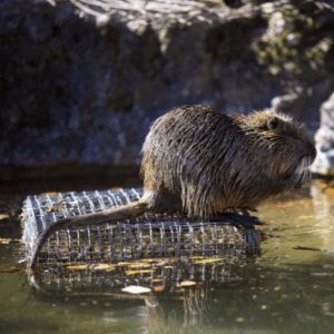A brown nutria with wet fur resting on a metal wire mesh platform floating in shallow water.