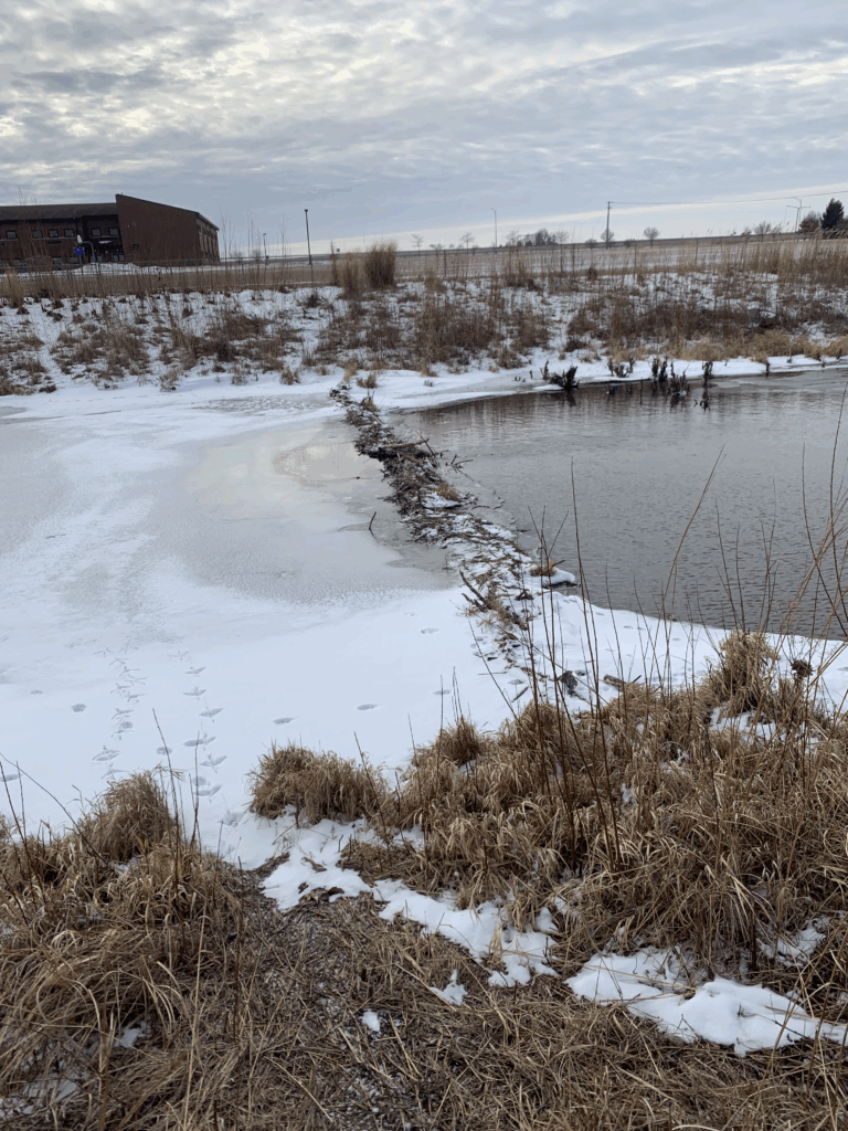 Wide view of a stick beaver dam stretching across a partially frozen, snow-covered pond in winter near tall dry grass and a building in the background.