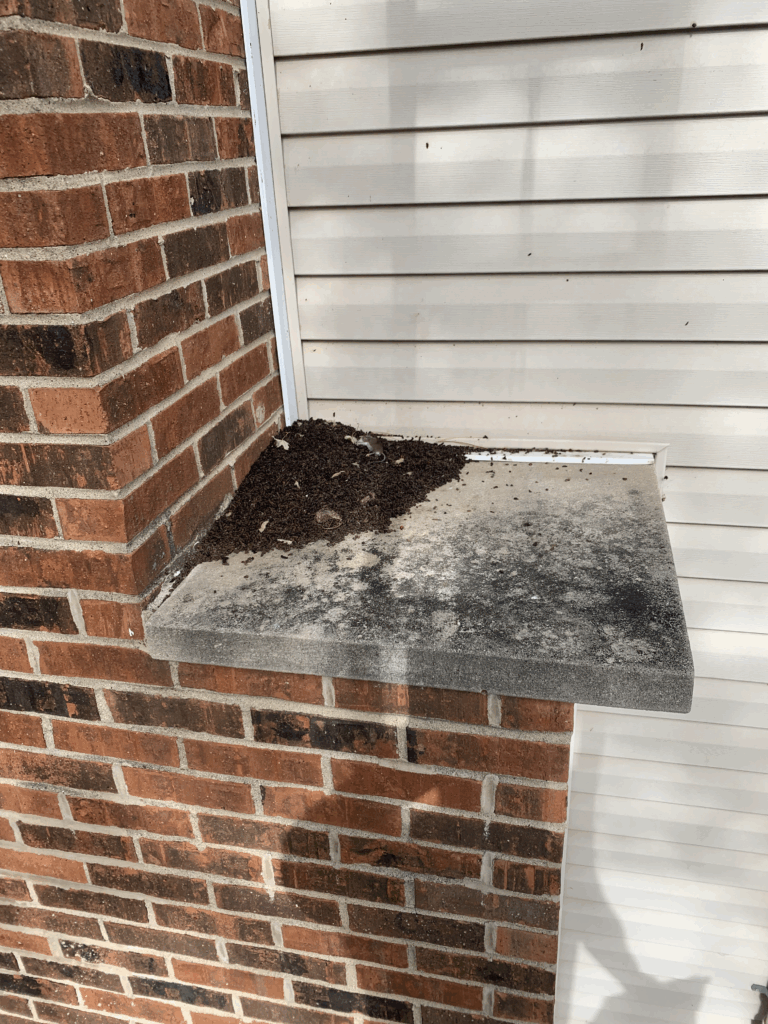 Wildlife damage shown by nesting debris and droppings on exterior window ledge, highlighting hidden risks to homes.
