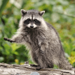 A fluffy gray raccoon standing on a fallen tree log outdoors with one front paw raised toward the camera against a blurred green foliage background.