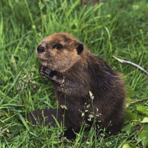 A small baby beaver standing on its hind legs in tall green grass holding its paws together.