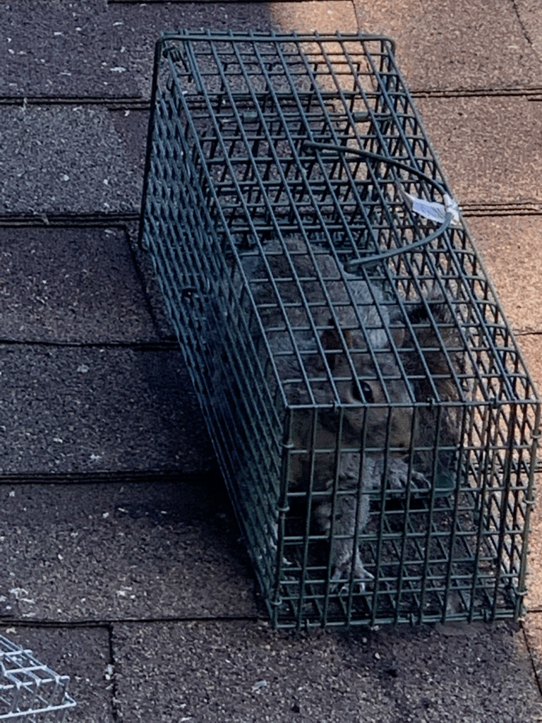A gray squirrel safely caught inside a wire mesh humane live trap resting on a shingled roof.