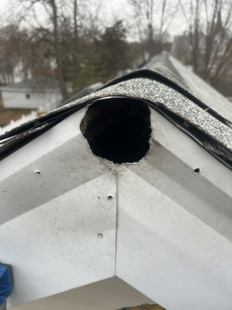 Close-up of roof damage hole found during a wildlife inspection, showing entry point for animals into attic.