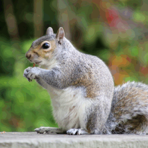 A close-up of a eastern gray squirrel sitting on a concrete ledge eating a small nut against a colorful blurred garden background.