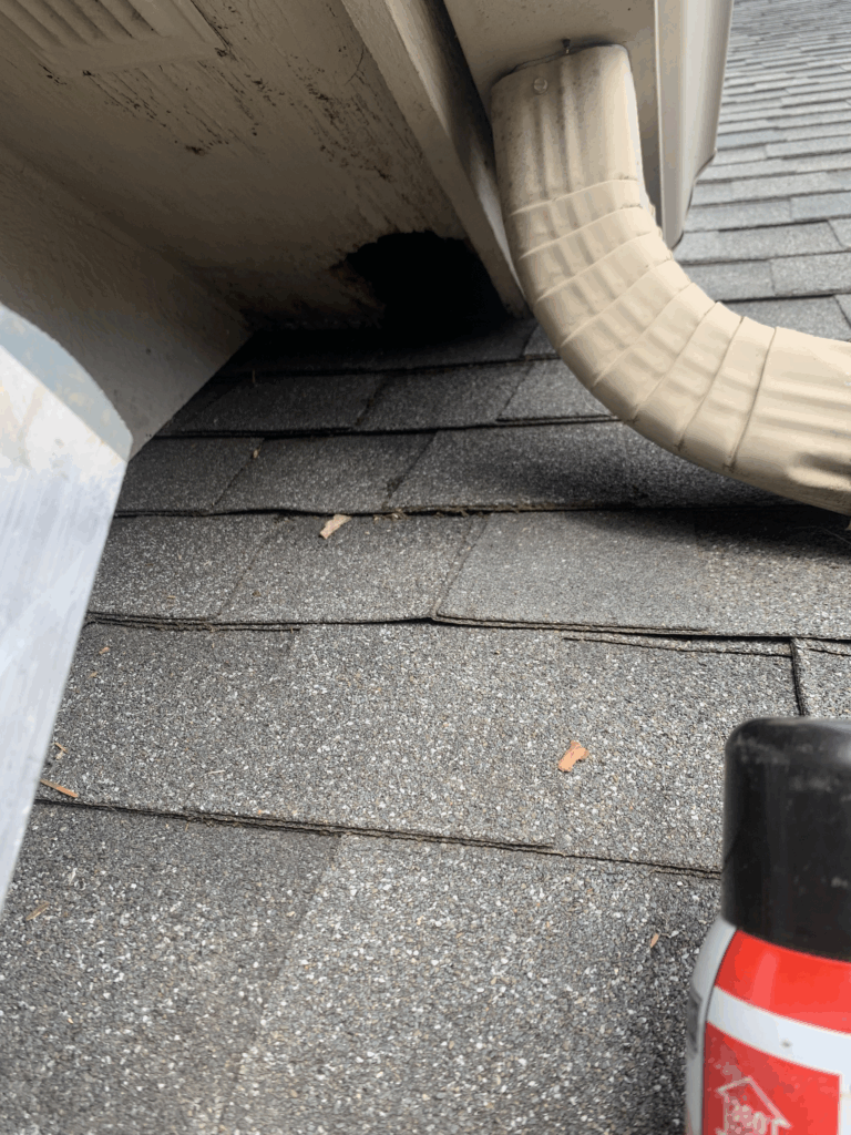 A dark hole chewed into a white wooden soffit beneath a roof overhang directly beside a gutter downspout.