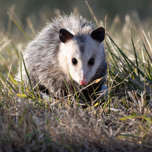 A close-up view of an opossum with gray fur and a pointed white face walking through tall dry grass in sunlight.