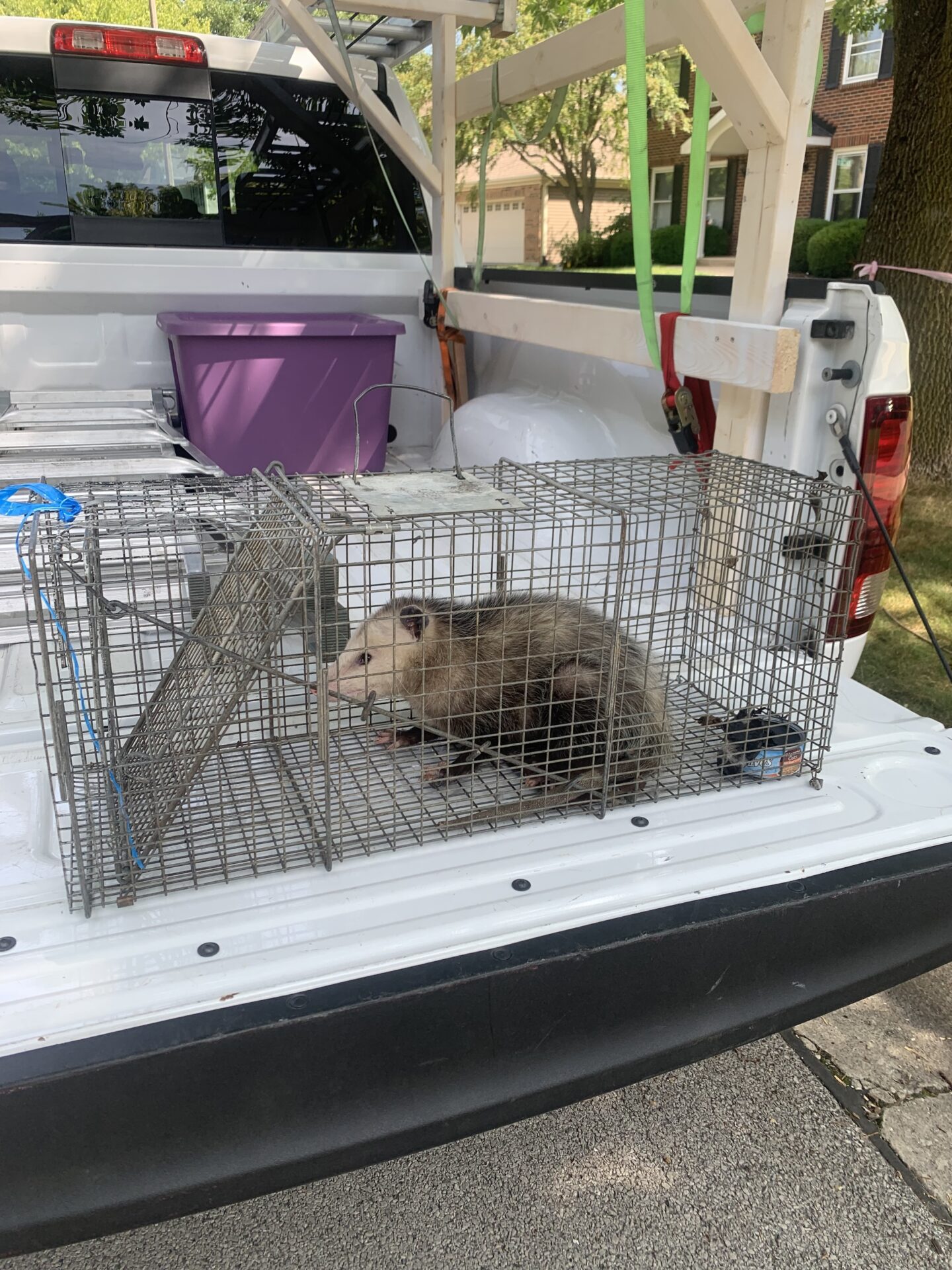 Pest Control Company Near Me | Plano, IL & Surrounding Areas