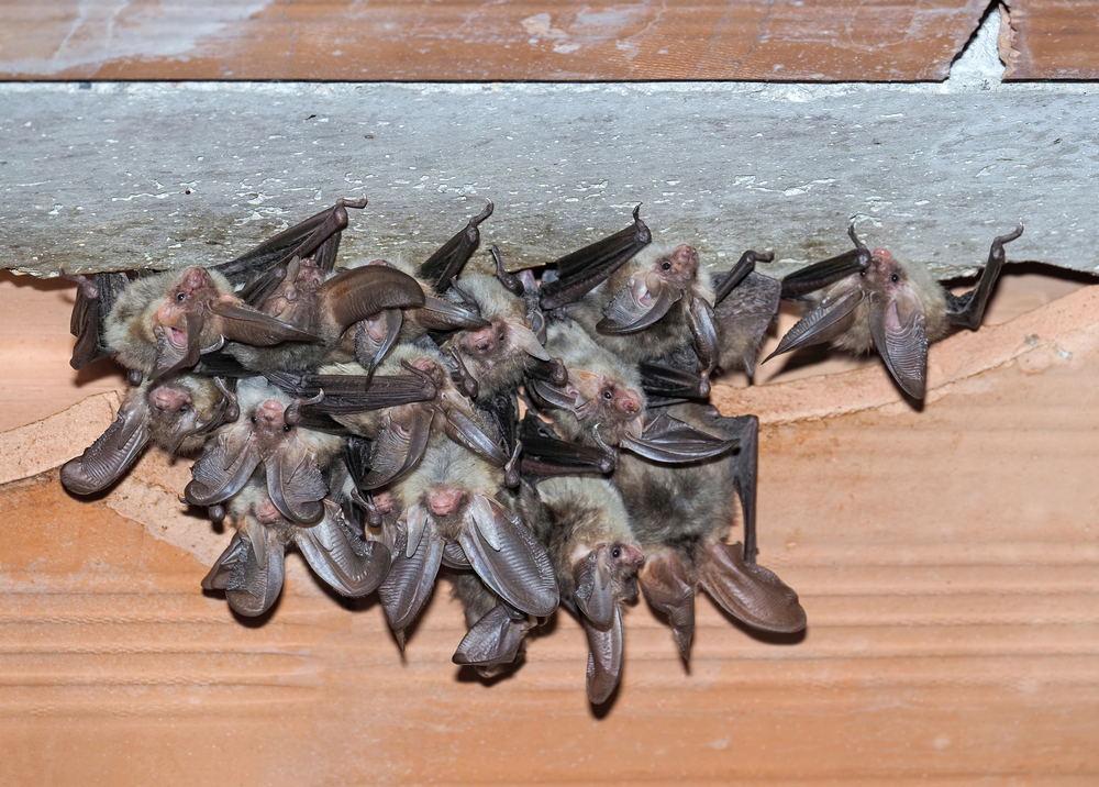 Cluster of bats roosting in a residential attic roof gap during late winter mating season