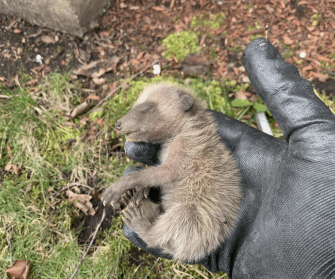 A wildlife technician wearing a heavy black protective glove gently holding a tiny newborn raccoon kit outdoors near a building foundation.(2)
